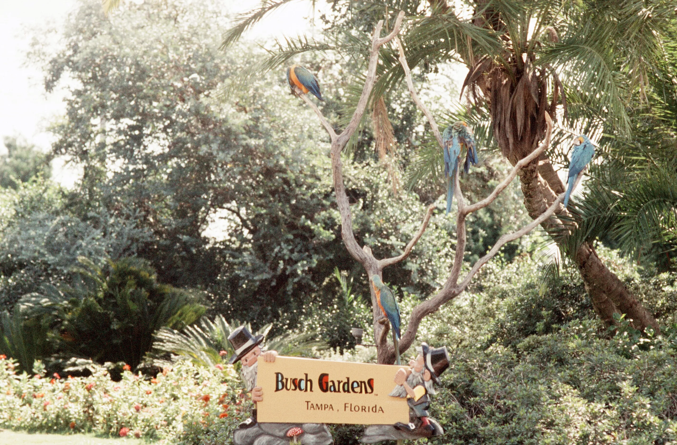 Busch Gardens Tampa